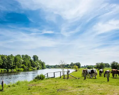 Horses on a meadow