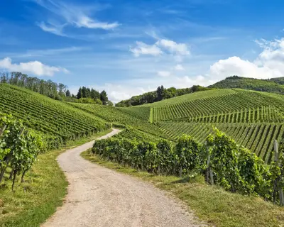 Curved path through gorgeous vineyard landscape on sunny summer day, blue sky, growing green leaves