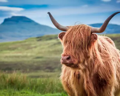 Furry highland cow in Isle of Skye, Scotland