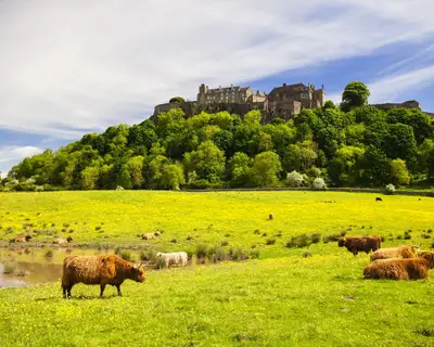 Highland cow in front of Stirling Castle. Typical scottish highland Cow. Stirling, Scotland, UK
