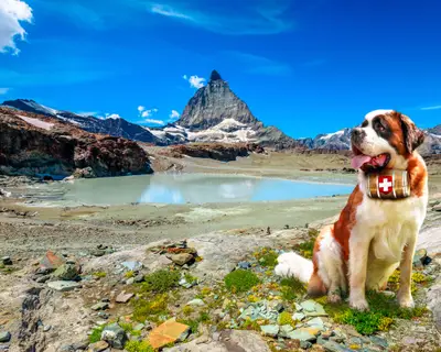Saint Bernard rescue dog with keg of brandy in Alpine meadows around Matterhorn Peak. Mount Cervin of Swiss Alps reflected in glacier lake by Trockener Steg of Zermatt, mountain in Valais Switzerland.
