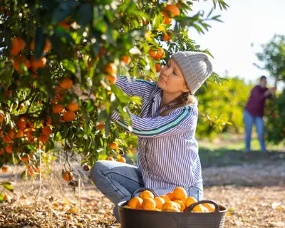 Positive skillful middle-aged woman farmer in plaid shirt harvesting fresh mandarins in orchard on sunny day