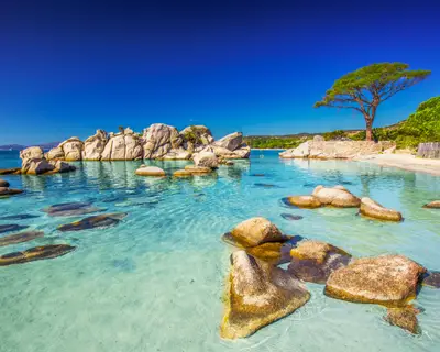 Famous pine tree on Palombaggia beach with azure clear water and sandy beach on the south part of Corsica, France