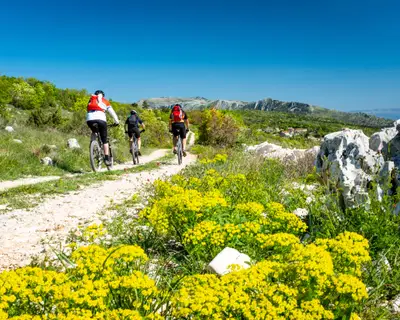 Three mountain biker driving on gravel road in Istria near Rabac to mountain Sisol in Ucka Park in Croatia, Europe with flowers Italian strawflower, Immortelle in foreground