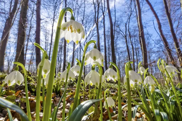 Märzenbecherblüte im Polenztal