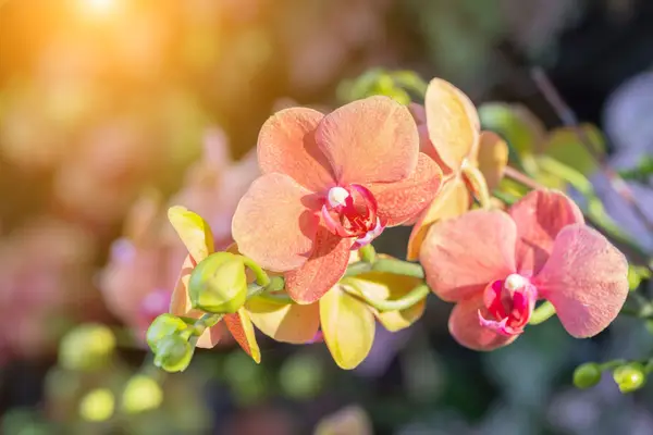 Messe „Dresdner Ostern“ & Orchideenschau