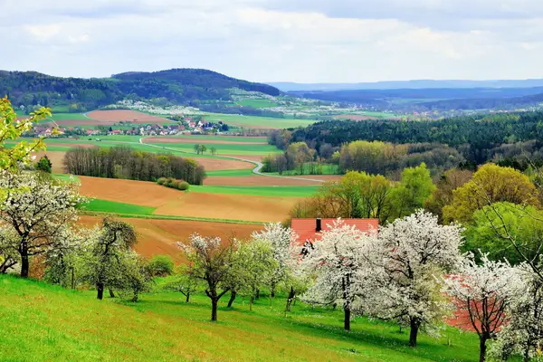 Kirschblüte in der Fränkischen Schweiz