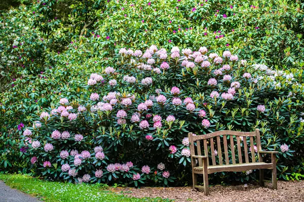 Backhuhnduft & Rhododendrenpracht